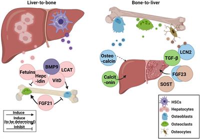 The roles of hepatokine and osteokine in liver-bone crosstalk: Advance in basic and clinical aspects